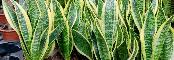 Mehrere Bogenhanfpflanzen in Töpfen